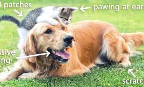 Advanced Scripts Compounding Pharmacy DeBary