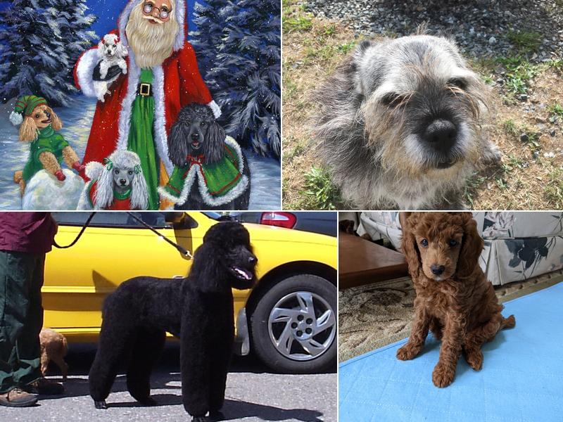 Poodles Plus Professional Dog Grooming