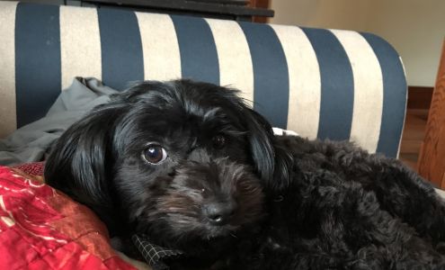 Glamorous Pets 768 Lawrason St, Woodstock Ontario N4S 1P9