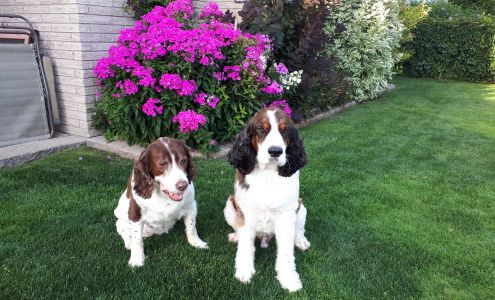 Canine Design 475 Lee Ave, Woodstock Ontario N4S 6Y2