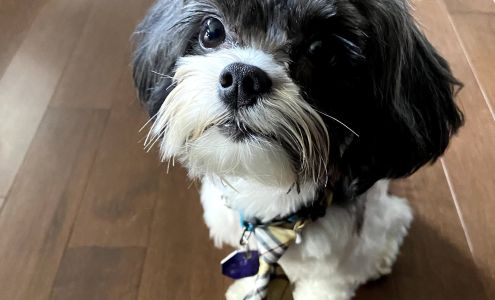 The British Groomer 754988 55, Woodstock Ontario N4S 7V9