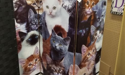 5-10-15 Variété Thurso