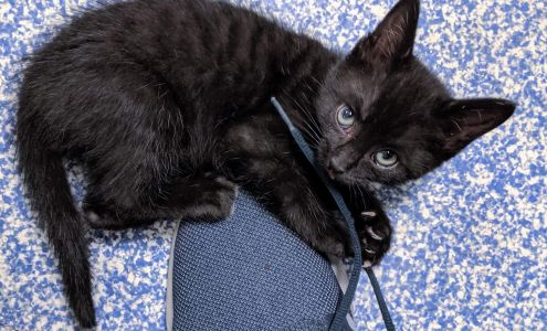 Ontario SPCA and Humane Society Midland and District Animal Centre Port McNicoll