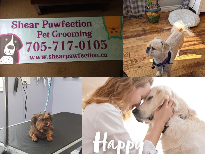 Shear Pawfection Pet Grooming