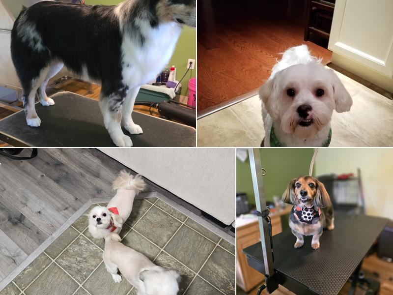 Furtastic Professional Dog Grooming