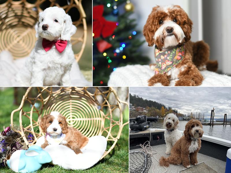 Snooze and Sniff Australian Labradoodles Breeder
