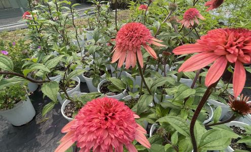 Green Shades Garden Center 4545 Roseville Rd, Roseville Ohio 43777