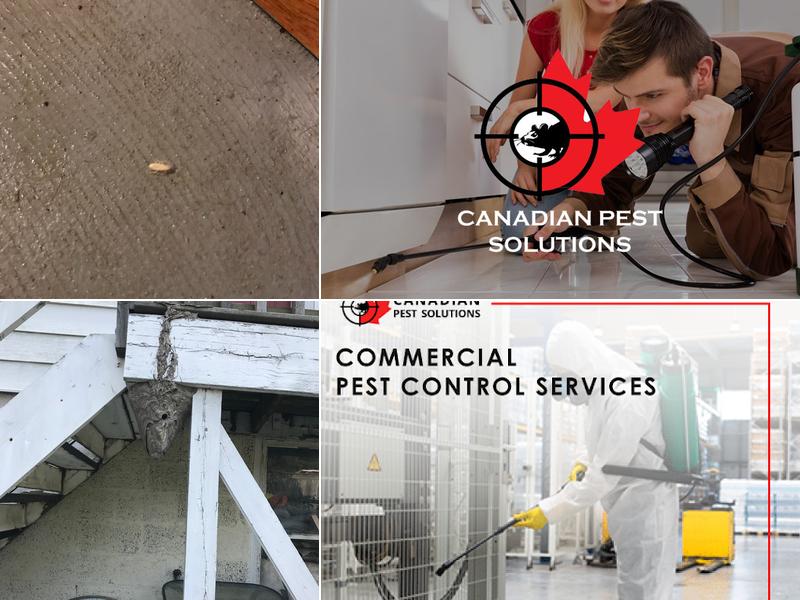 Canadian Pest Solutions
