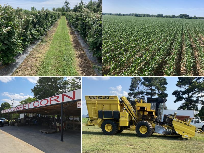 Esau Farms. LLC, Dumas, AR Reviews (29), Photos (3) BestProsInTown