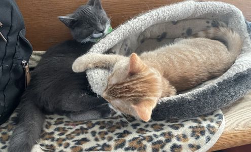 Chico - Boutique d'animaux | Berthierville