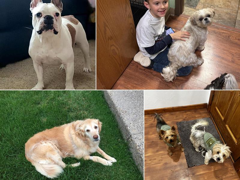 Black Hills Bark Ave