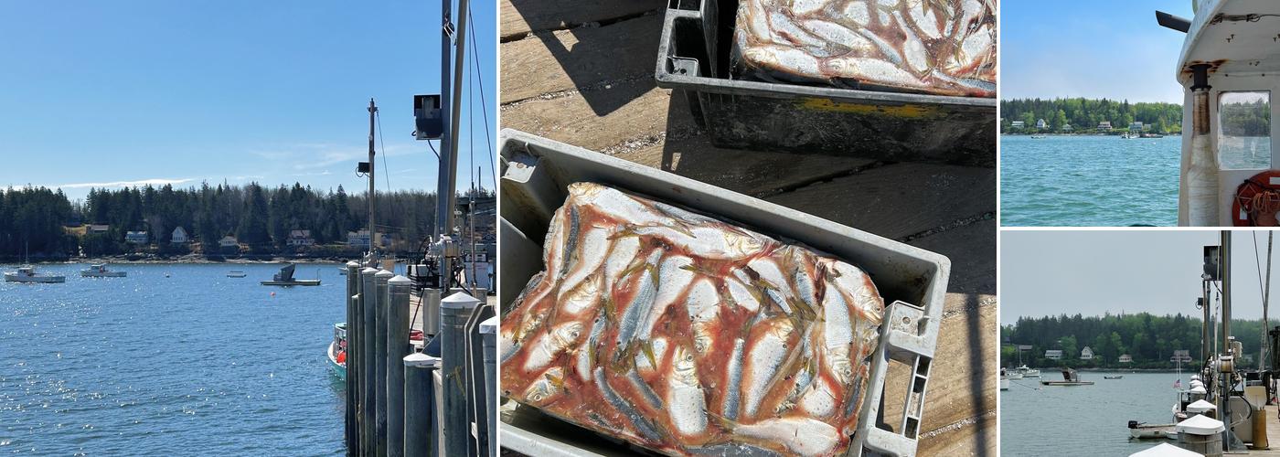 Tenants Harbor Fisherman's Coop