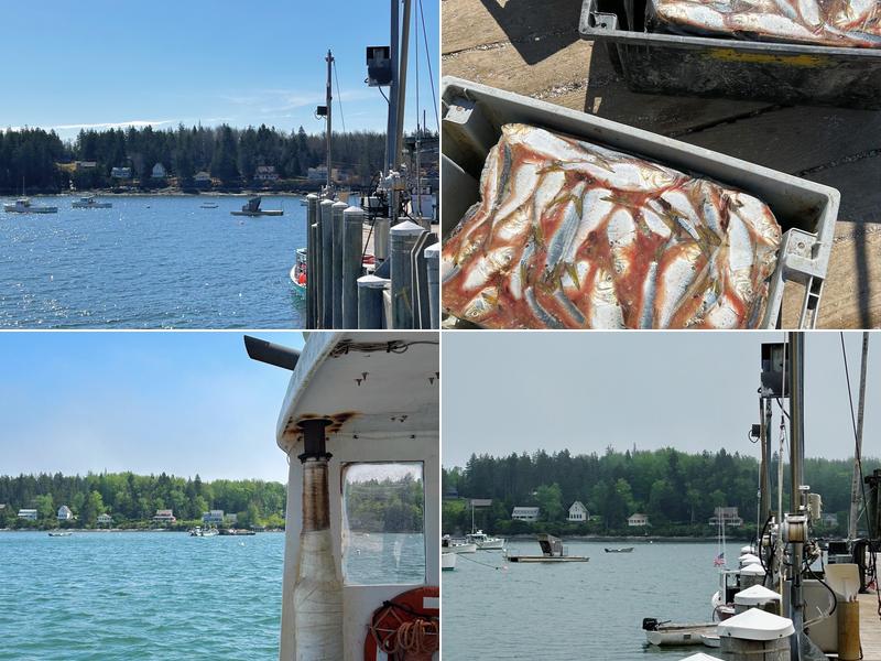 Tenants Harbor Fisherman's Coop