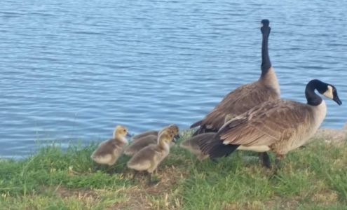 Atwood Country Club Inc Atwood