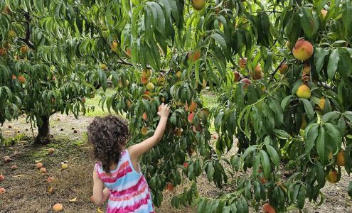 Scotts Orchard