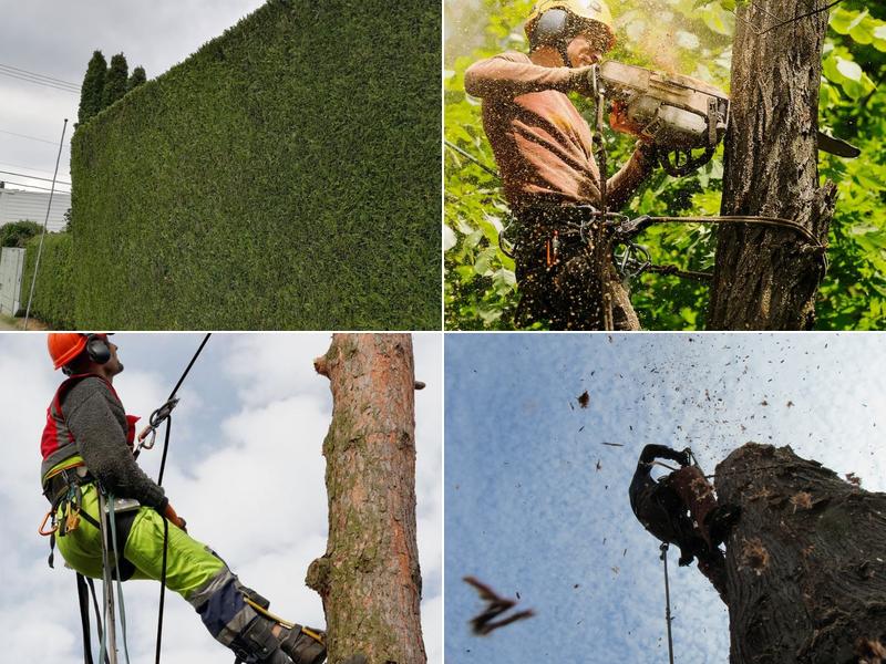 Aesthetic Tree & Hedge Services