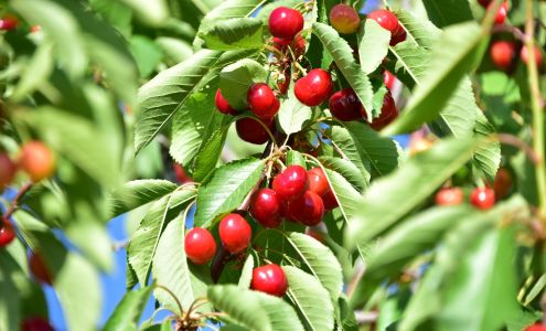 Mountain Brook Ranch