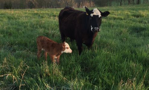 barbourgrassfedbeef Cogan Station