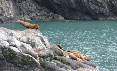 Icy Strait Whale Adventures Hoonah