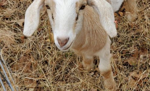 Watson's Auction Services Maud