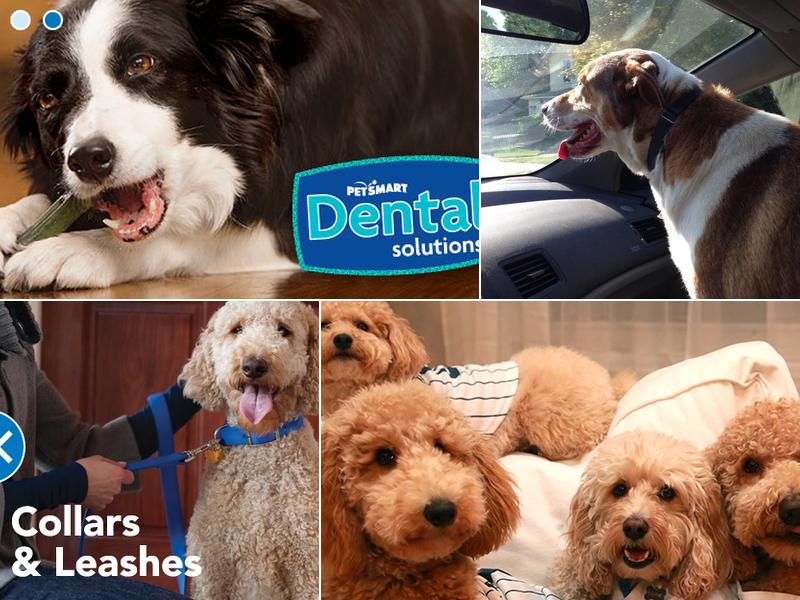 PetSmart Dog Training