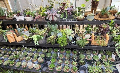 Whistlin' Dixie Gardens & Gifts Sapphire