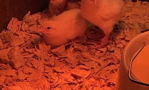 Happy hen and roo farm Mooringsport