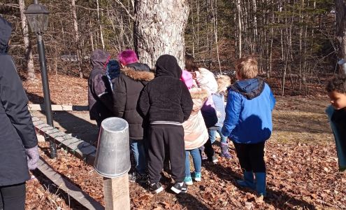 Maple Lane Sugary Robbinston