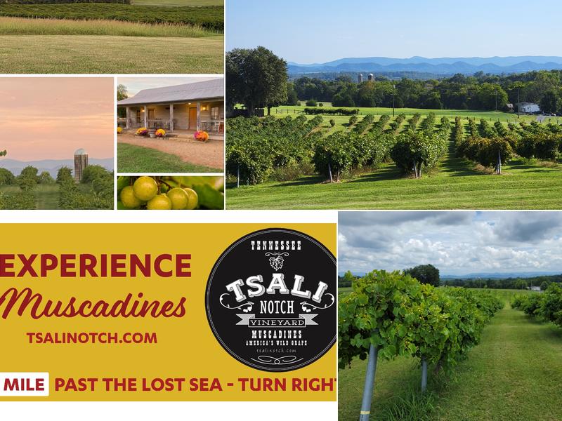 Tsali Notch Vineyard