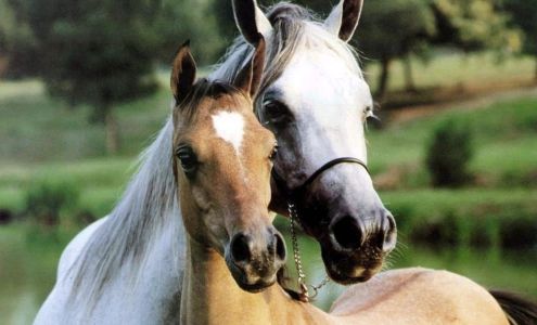 Equi-Service Inc