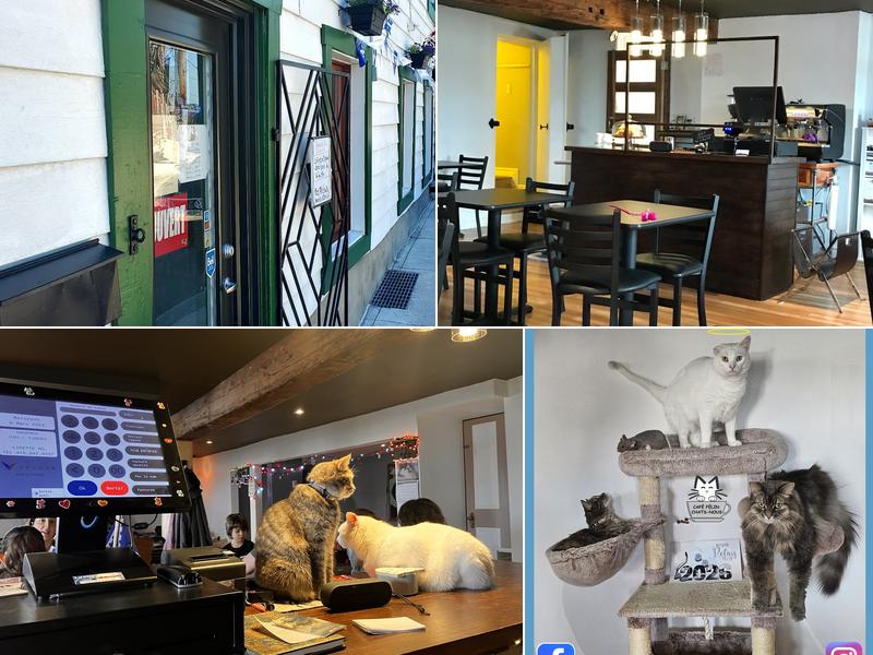 Café Félin Chats-Nous 795 Rue Saint-Olivier, Québec