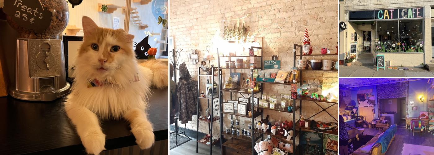 BaristaCats Café & Sanctuary for Wayward Cats