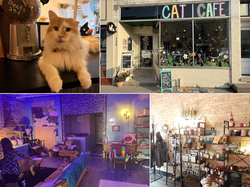 BaristaCats Café & Sanctuary for Wayward Cats