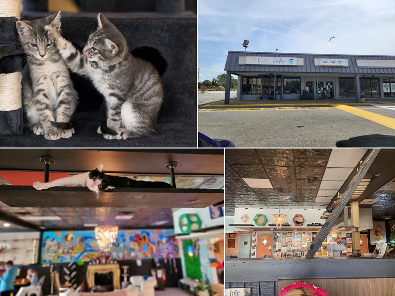 Cups and Claws Cat Cafe