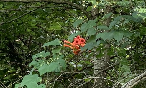 Illinois Raptor Center