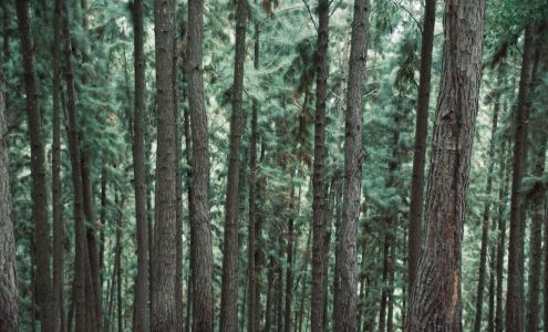 Chuck's Tree Service