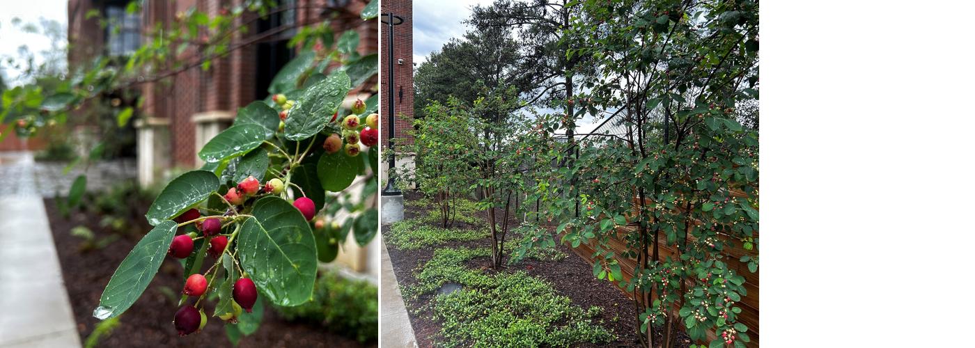 Chamblee Restaurant Week