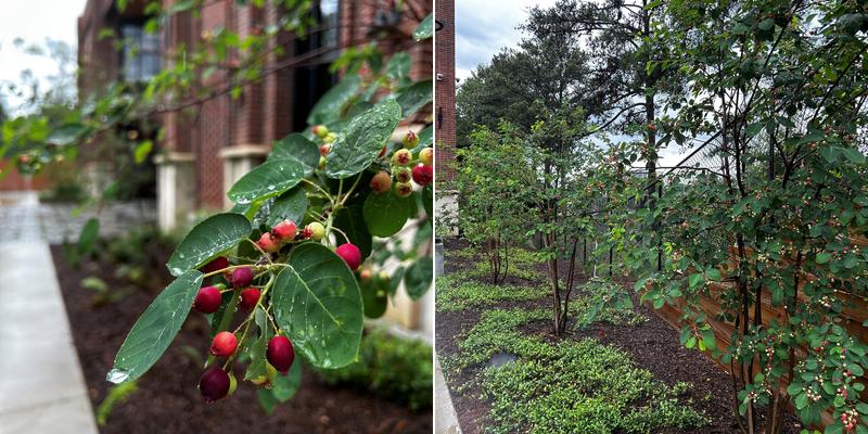 Chamblee Restaurant Week