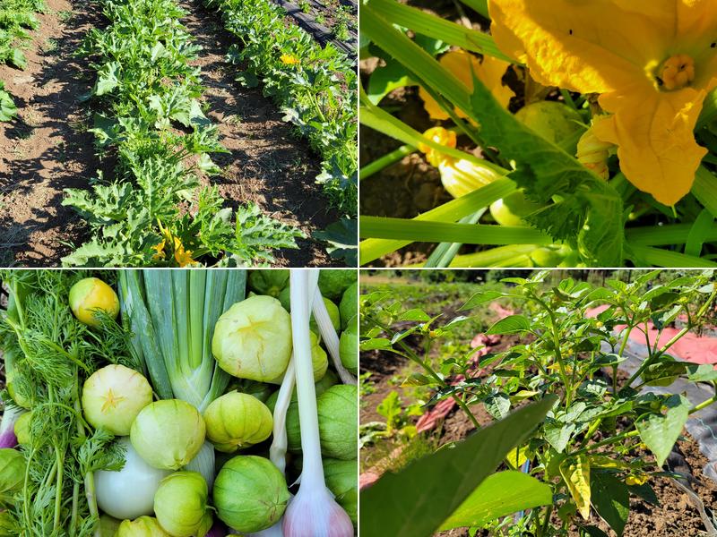 Real Mex Fresh 738 N Adair St, Cornelius