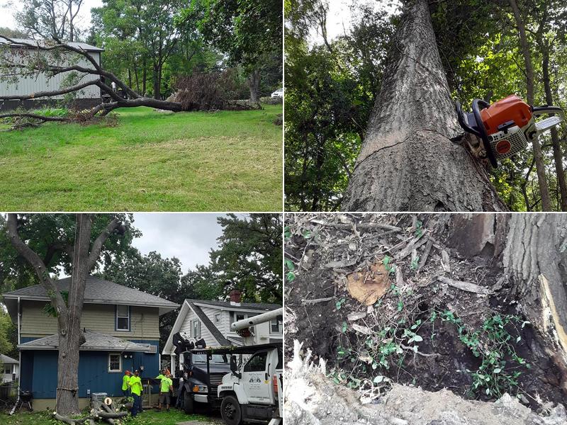 Pasadena Tree Service