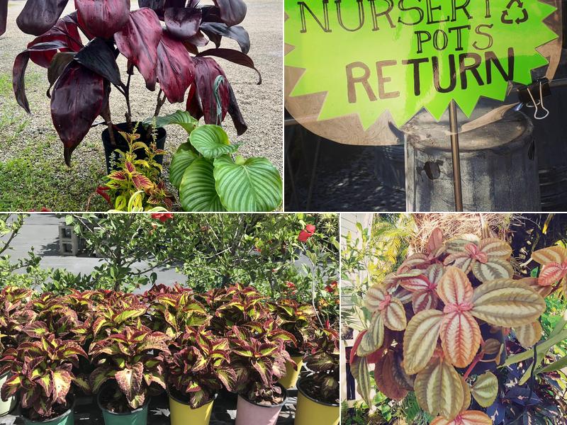 Greener Times Nursery