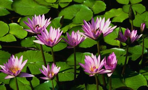 Northstar Landscaping and Home Improvements