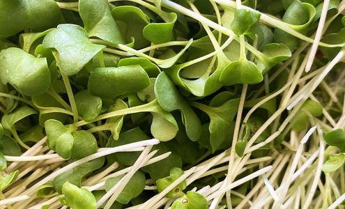 SuperCharge! Foods Microgreens - Madison