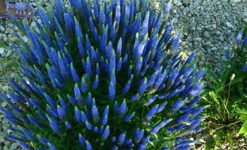 Maggard Construction