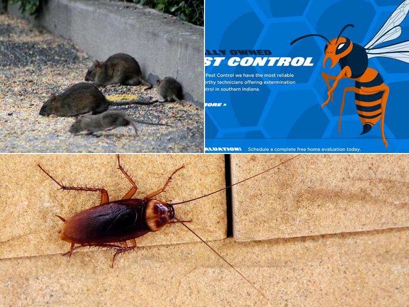 Haseman Pest Control