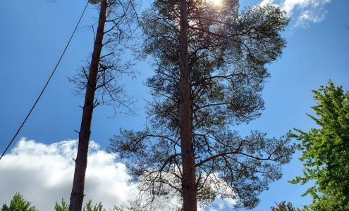 Rightenburg Tree Trimming 3720 Stilson Rd, Croswell Michigan 48422