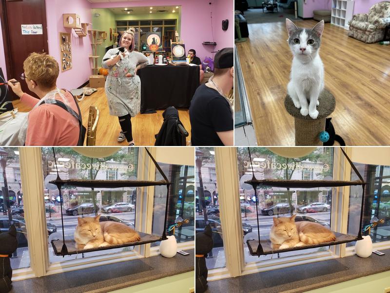 The Pawsitive Cat Cafe