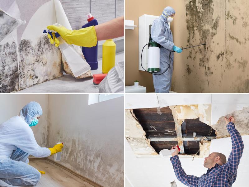 Grand Rapids Mold Experts