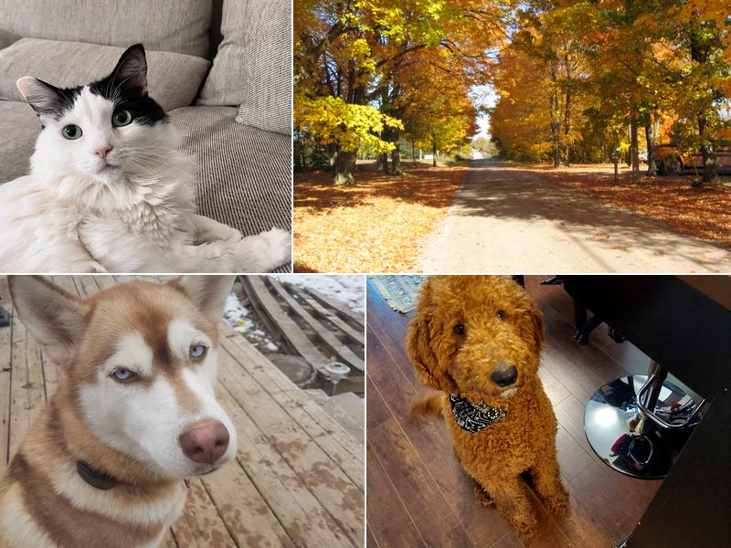 Lane Veterinary Services