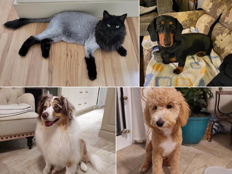 Critter Clips Professional Grooming Services